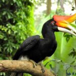 hornbill
