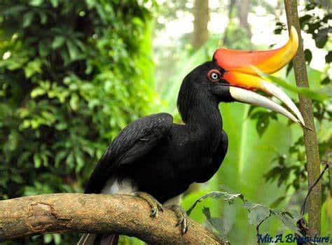 hornbill