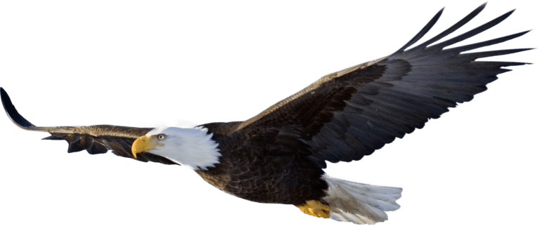 Gliding Eagle